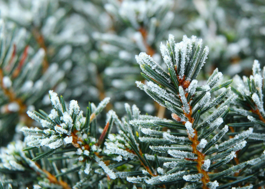 How to stay Energised during December – Naturally